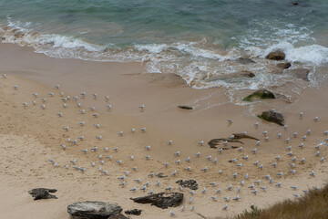 flock of seagulls on a rocky beach
