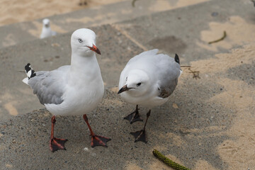 two seagulls on the beach