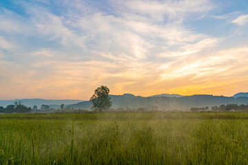 Paddy rice field with fog in morning time.