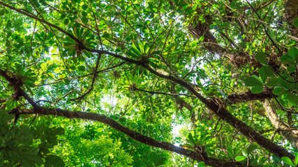 Lumière du soleil passant à travers la canopée et les broméliacées.