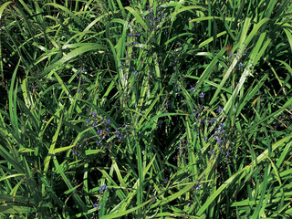 Grassy plant with tiny purple flowers. Cerulean flaxlily