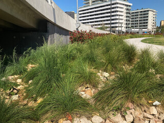 Mass planting of bunch grass in between stones. Garden bed beside a motorway with apartment buildings in the background