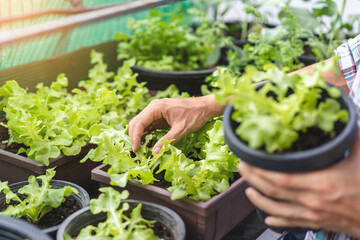 Asian man gardener checking organic salad plant in plastic plant pot, Vegetable gardening at home, Selective focus, farming and growing your own food concept.