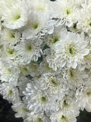 White chrysanthemum flower arrangement with pale green in the centres