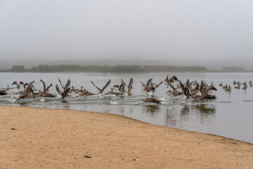 Great colony of brown pelicans flying over the river. Guadalupe-Nipomo Dunes, California