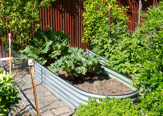 Fototapeta na wymiar rhubarb growing in a vegetable garden