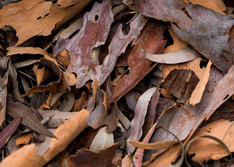autumn leaves and tree bark