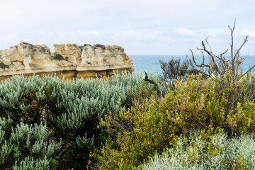 coastal scrub plants and stone cliff