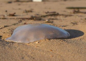 Jellyfish on the beach