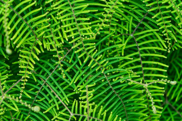 fern leaf background