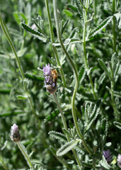 Close up photo of a bee landing on a lavender flower