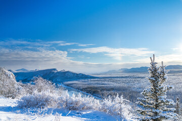 View of the Yukon wilderness during winter ground covered in snow on a beautiful sunny day with blue sky and clouds  - obrazy, fototapety, plakaty