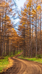カラマツの黄葉と落ち葉の道　縦構図