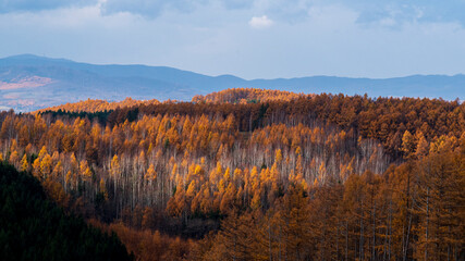 黄葉したカラマツの森　秋　北海道