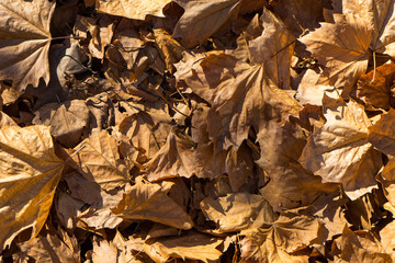Fall leaves on the ground