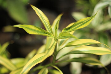 Obraz premium plant background that you can use for the backdrop