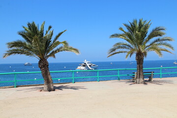 Blue water and two palms.