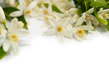 Fototapeta na wymiar 白い花の背景