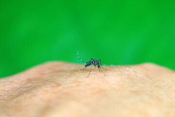 Aedes albopictus sucks blood on people's hands