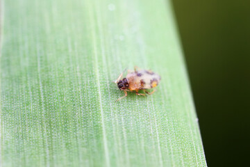 Aphids on plant leaves, North China