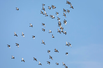 A Flock of Pigeons in Flight in a Blue Sky