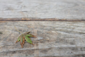 falling leave