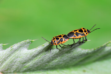 Stink bug copulates on green leaf