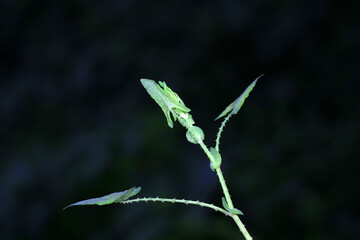 Chinese medicinal plant Polygonum scandens