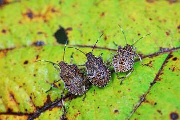 stinkbug on plant leaves in nature, North China Plain
