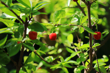 Acerola, Barbados cherry (Malpighia emarginata )