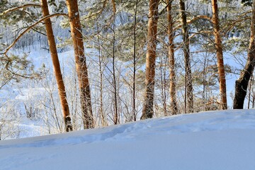 Sunny light brown trunks of pines in winter.