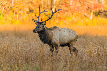 Naklejka na ściany i meble bull elk in park national park