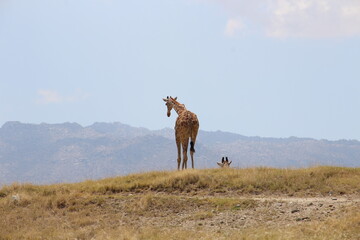 Mother giraffe and baby giraffe.