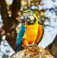 Blue and Gold Macaw