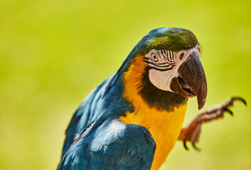 Blue and Gold Macaw looking Towards the Camera