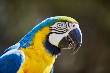 Fototapeta premium CLose up of a Blue and Gold Macaw