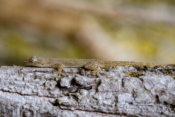 Image of a gecko(Hemidactylus) on tree. Reptile.