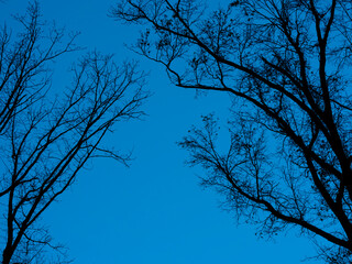 Dark Trees in the Dark