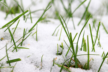 Schneefall im Herbst auf dem Gras im Garten