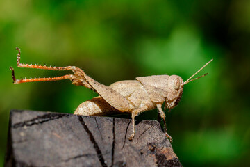 Image of brown grasshopper on the timber. Insect. Animal.