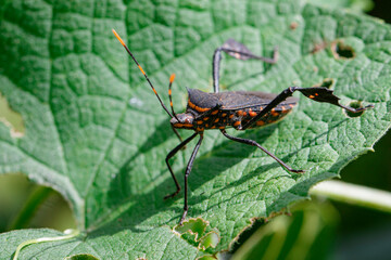 Image of black bug(hemiptera) on a green leaf. Insect. Animal