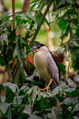 Image of Little Heron (Butorides striatus) on nature background. Bird. Animal.