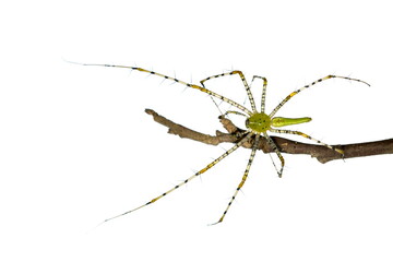 Image of Malagasy green lynx spider (Peucetia madagascariensis) on dry branches. Insect, Animal.