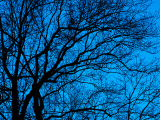 Moody Black Dark Trees after Dark