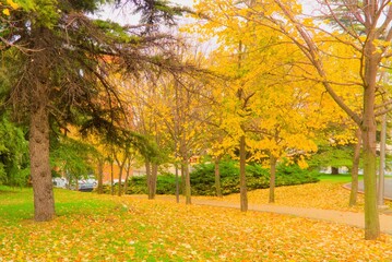 trees in the park in autumn with beautiful colorful yellow leaves, branches, fall, stunning