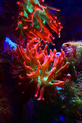 Multicolored Bubble-tip anemone - Entacmaea quadricolor