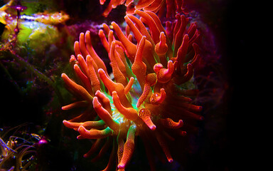 Naklejka na ściany i meble Multicolored Bubble-tip anemone - Entacmaea quadricolor