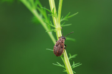 stinkbug on plant leaves in nature, North China Plain