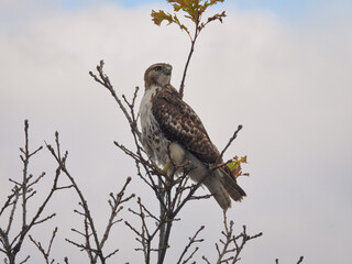 Red tailed hawk perched on branch: Gorgeous bird of prey raptor perched high on tree top on bare branches on a late autumn cloudy day as it hunts its prey