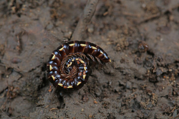 Millipedes of the class Diptera live in the soil